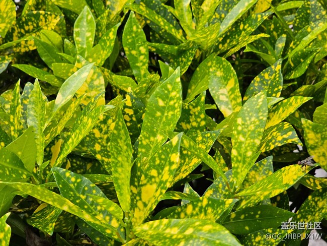 【七月敘事詩(shī)】七月的綠植