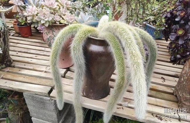 【光影之約】肉肉