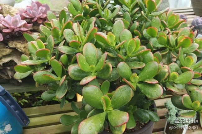 【光影之約】肉肉