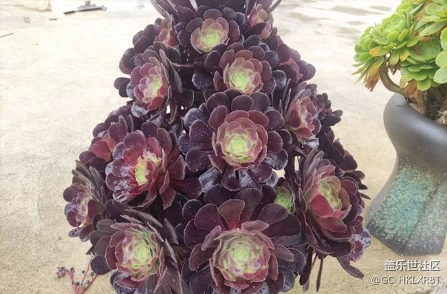 【光影之約】肉肉