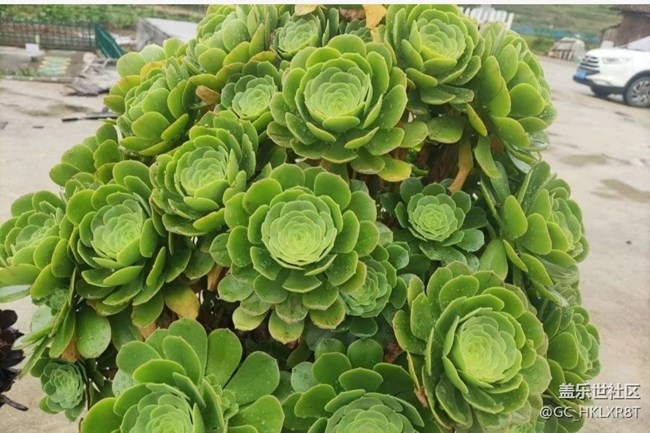 【光影之約】肉肉