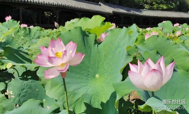 【光影之約】荷花