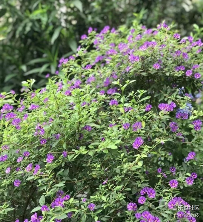 【光影之約】夏日花園