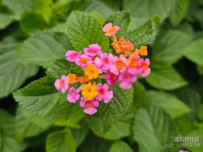 【七月敘事詩(shī)】七月的綠植