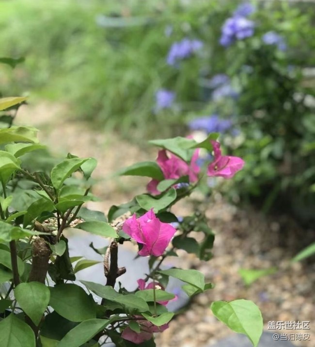 【光影之約】夏日花園