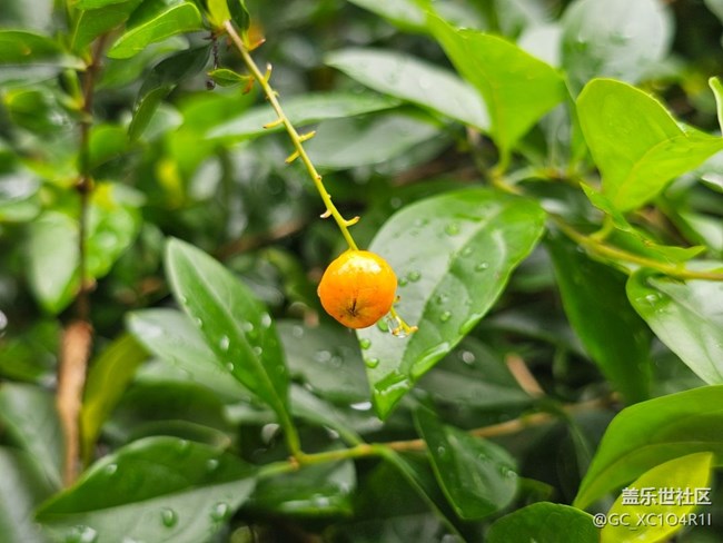 【七月敘事詩】雨后天晴