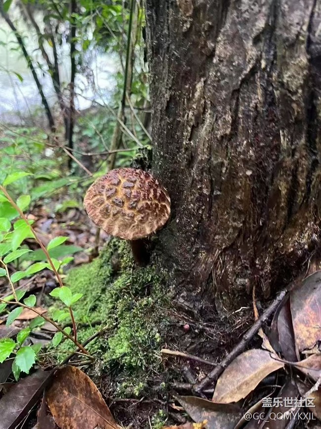 【光影之約】采菇