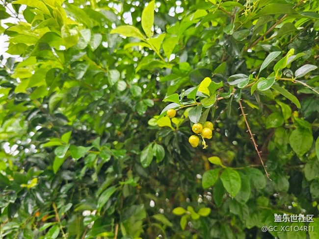 【七月敘事詩】雨后天晴