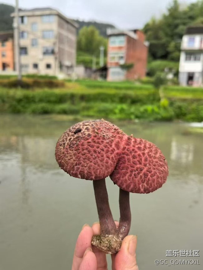 【光影之約】采菇