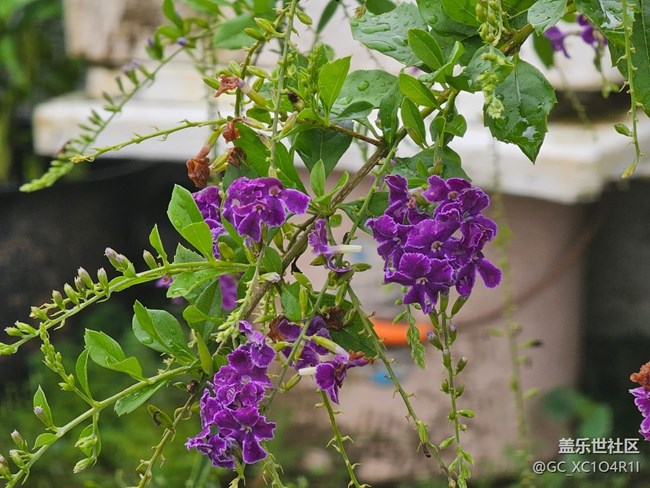 【光影之約】雨后花朵