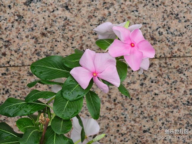 【光影之約】雨后花朵