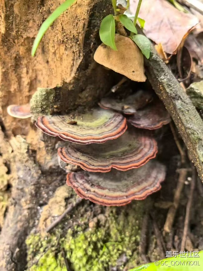 【光影之約】采菇