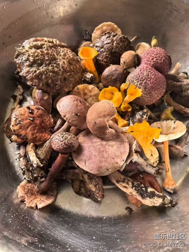 【光影之約】采菇