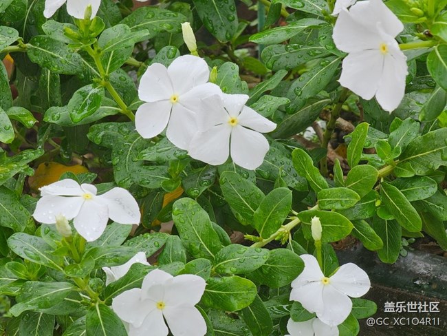 【光影之約】雨后花朵