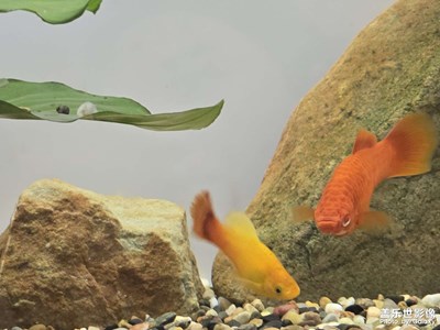 長焦拍一下金魚缸