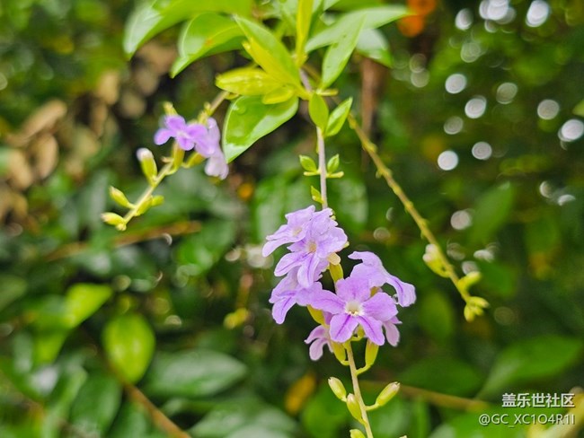 【七月敘事詩】雨后天晴
