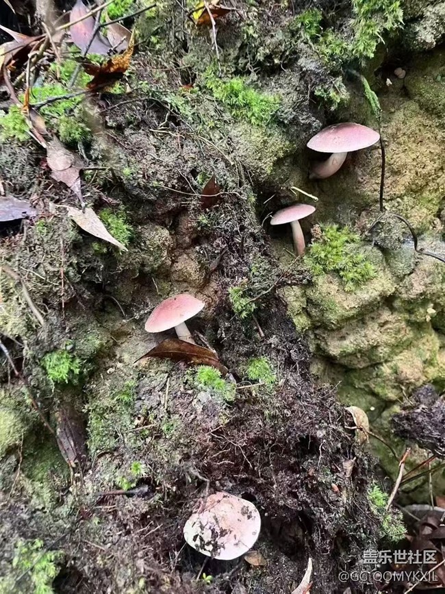 【光影之約】采菇