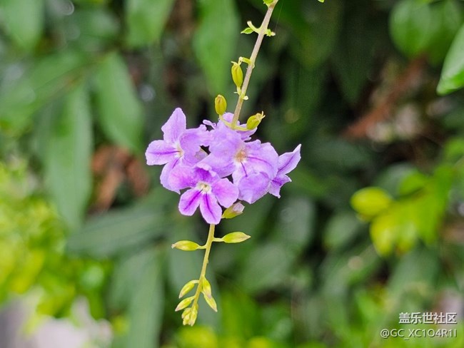 【七月敘事詩】雨后天晴