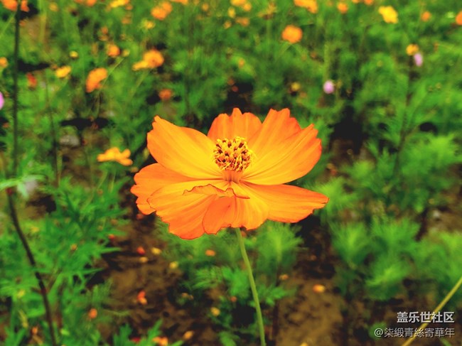 【開(kāi)獎(jiǎng)】鄭州星部落2025年8月線上攝影活動(dòng) 【開(kāi)獎(jiǎng)】鄭州星部落2025年8月線上攝影活動(dòng)