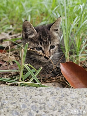 我也想有個(gè)家呢