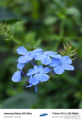小花
