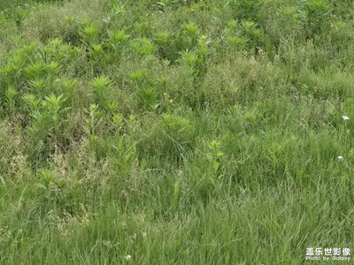 【用鏡頭安利一條街?】+?路上的花花草草