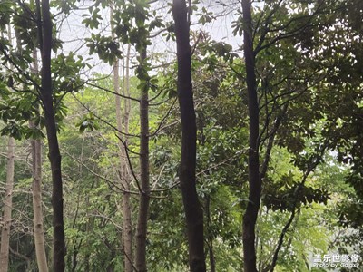 【用鏡頭安利一條街?】+?靜靜的街