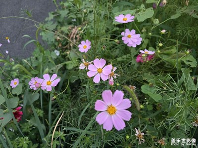 【用鏡頭安利一條街 】+ 公園小路