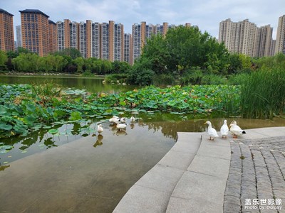 【用鏡頭安利一條街 】木塔寺公園