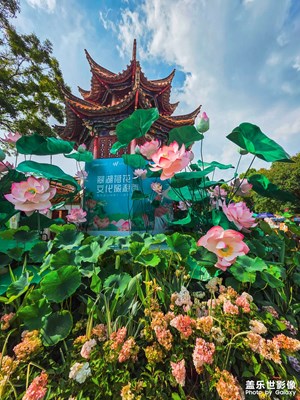 領略昆明翠湖的夏日風光