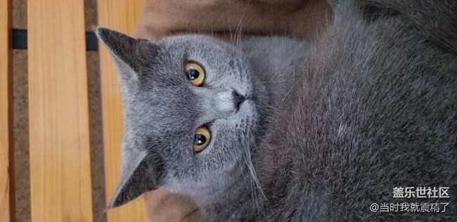 你是我的小貓咪，咿呀咿呀喲~