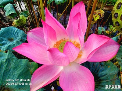 荷花??的香氣四溢，讓人心曠神怡。