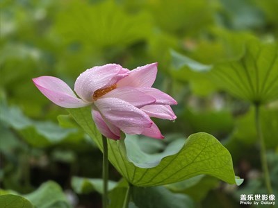 【拍有心動】雨后荷花