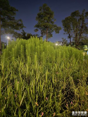 【拍有心動(dòng)】花花草草