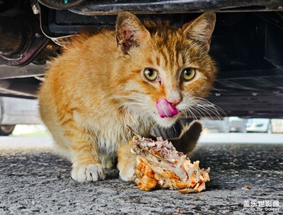 【云彩光影】+動(dòng)物和植物