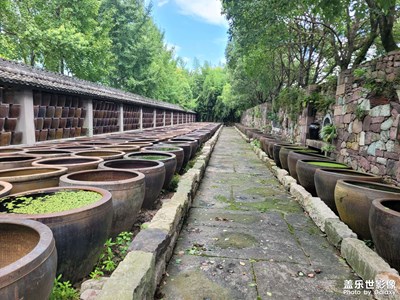 【拍有心動(dòng)】賞雪菜博物館