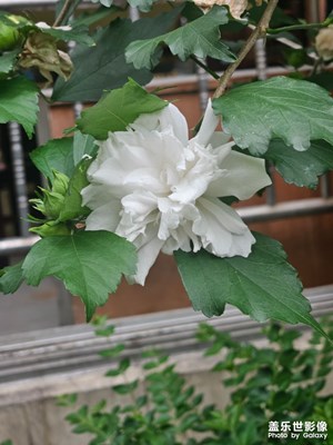 【拍有心動】雨后梔子