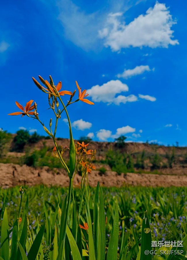 【如青春一般的盛夏】鏡頭里的天地長詩