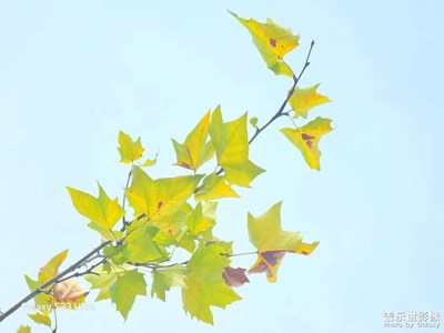 【抬起頭的視界】+仰望天空