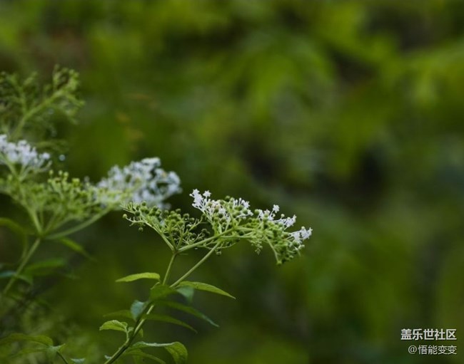 【鵬城暑色】臨近秋天