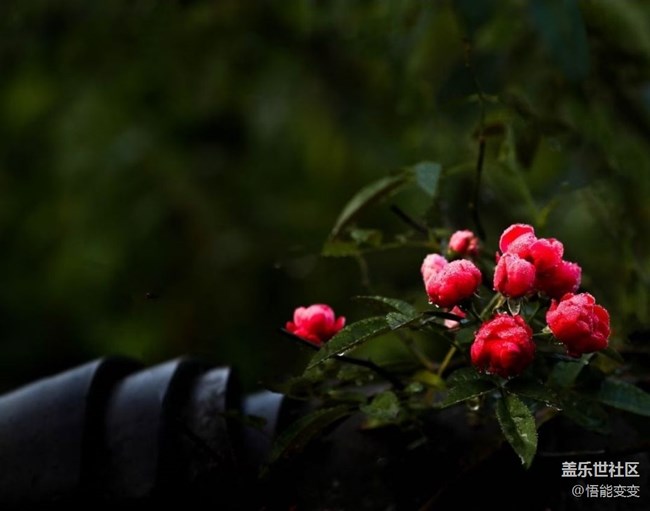 【鵬城暑色】臨近秋天