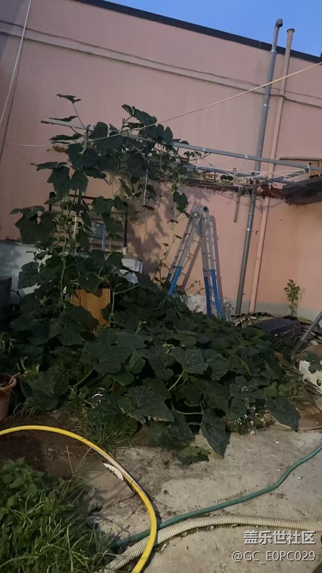 【即食滿足】清煮南瓜葉