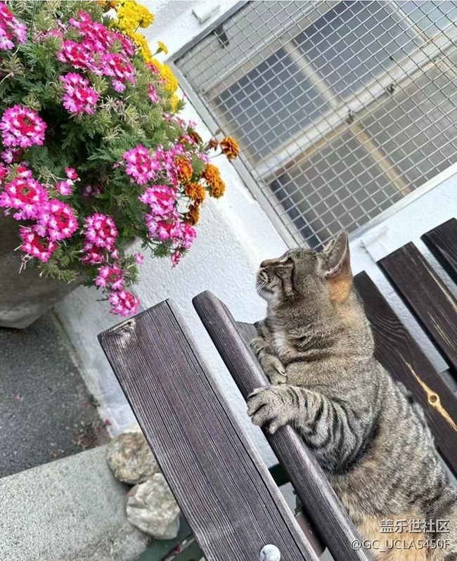 【鵬城暑色】慵懶的午后