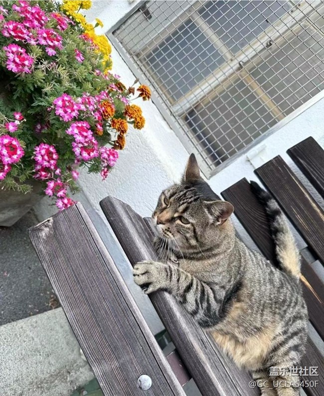 【鵬城暑色】慵懶的午后