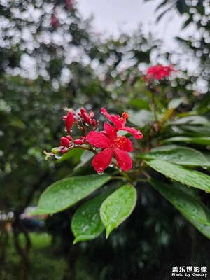 【抬起頭的視界】雨露均沾