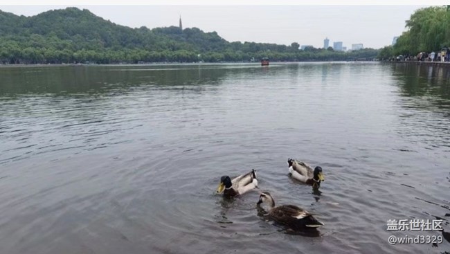 【鵬城暑色】打卡西湖