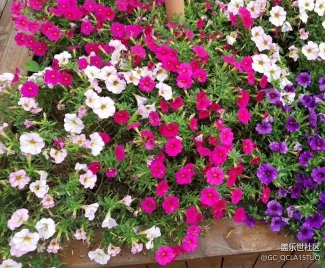 【鵬城暑色】鳥(niǎo)語(yǔ)花香