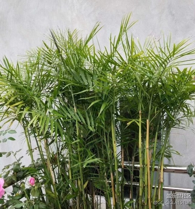 【鵬城暑色】鳥(niǎo)語(yǔ)花香