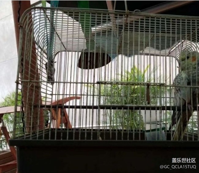 【鵬城暑色】鳥(niǎo)語(yǔ)花香