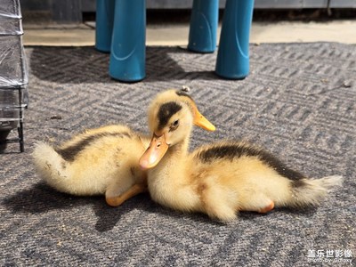 【生活的AB面】+ 兩只雙胞胎鴨子